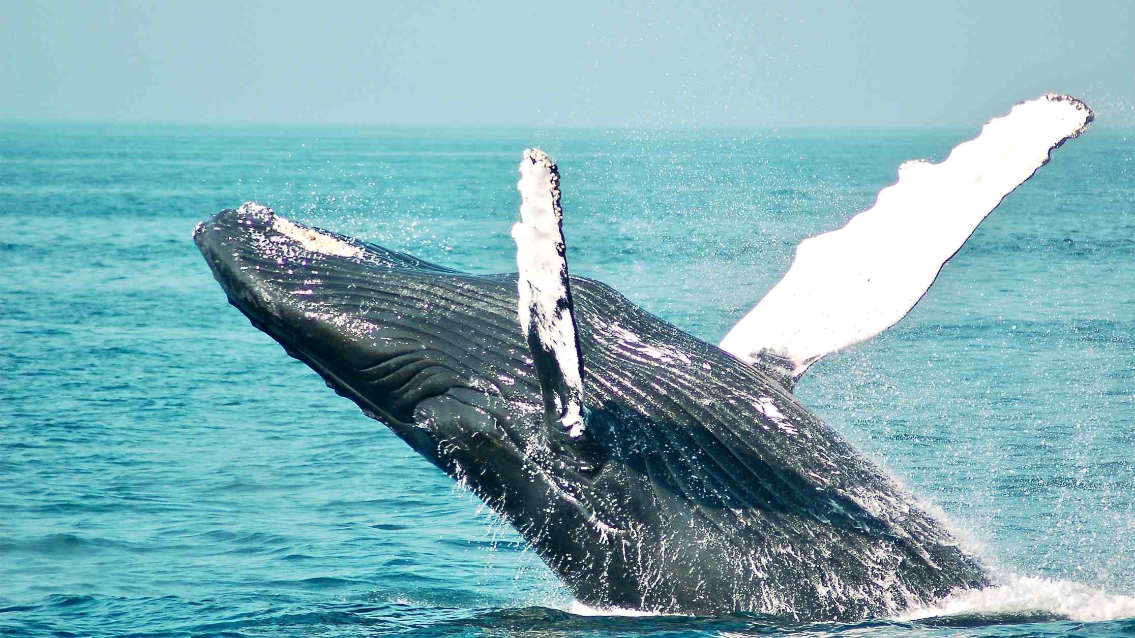 Key On-Chain Data Shows Whales Are Actively Accumulating Bitcoin