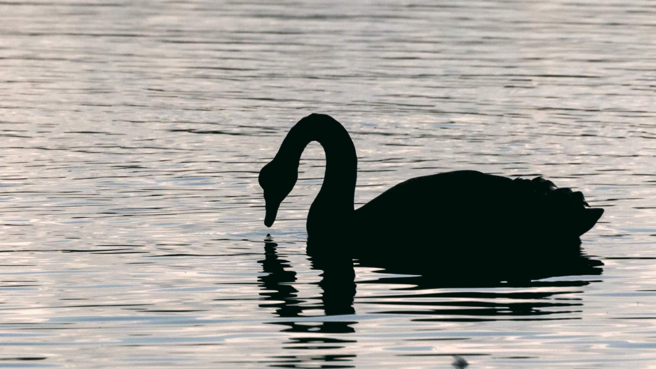 Banks Prepare to Ride a Black Swan