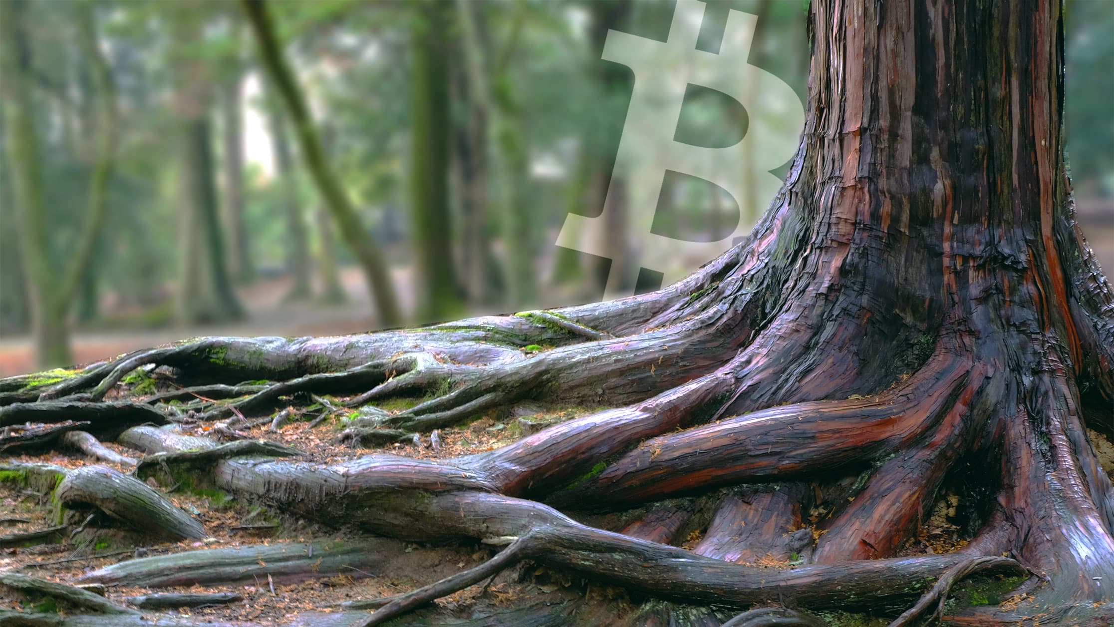 LOT=True Or LOT=False? This Is the Last Hurdle Before Taproot Activation